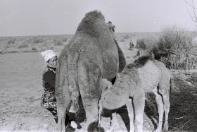 Кархан: Мал шаруашылығы - фото 16