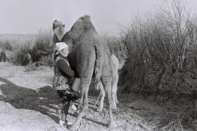 Кархан: Мал шаруашылығы - фото 18