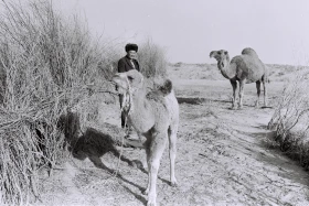 Кархан: Мал шаруашылығы - фото 19