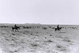 Кархан: Мал шаруашылығы - фото 20