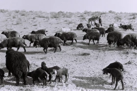 Кархан: Мал шаруашылығы - фото 21