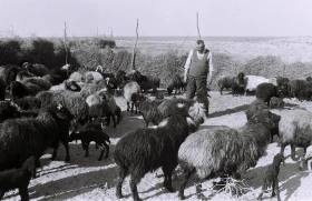 Кархан: Мал шаруашылығы - фото 23