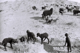 Кархан: Мал шаруашылығы - фото 24