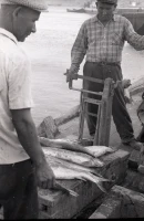 1960 жылдардағы Мойнақ қаласы - фото 9