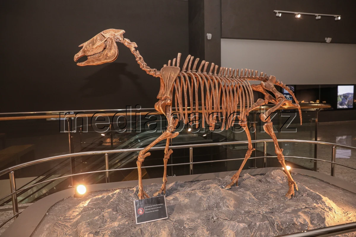 Доисторический Казахстан: в каких регионах страны жили тираннозавры и мамонты - фото 1