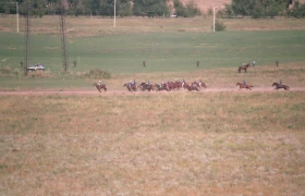 Ұзынағашта ат жарысы - фото 34