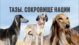 «Тазы. Қазақтың қазынасы»