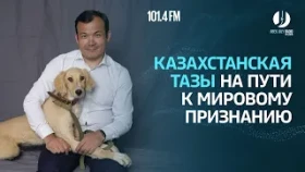 Қазақстан тазысы – әлемді мойындатуға бет алған асыл тұқым - фото 1
